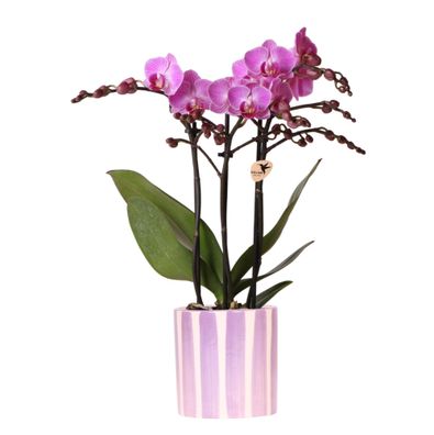 Kolibri Orchids Lila Phalaenopsis Orchidee Vienna + Painted Stripe Topf Lila