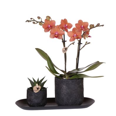 Kolibri Company Set Home Hub Small Orange Phalaenopsis Orchidee Bolzano und Sukkul