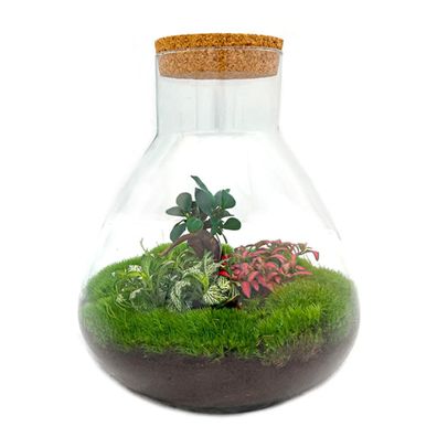 Flaschengarten "Sam XL" - mit Bonsai - DIY-Pflanzenterrarium - 35cm hoch