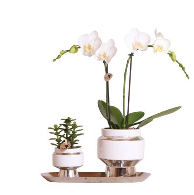 Kolibri Company - Set aus weißer Orchidee und Succulent auf Silbertablett - frisch