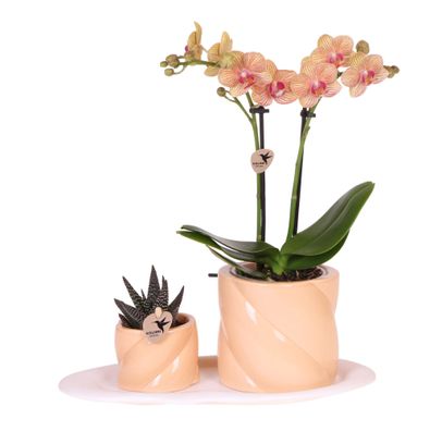 Kolibri Orchids Geschenkset Optimismus kleiner Pfirsich Grünpflanze mit orangefarb