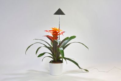 Parus by Venso SUNLiTE 7W LED Pflanzenlampe, grau