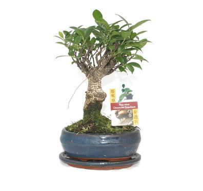 Bonsai Chinesischer Feigenbaum - Ficus retusa - ca. 6 Jahre - Kugelform