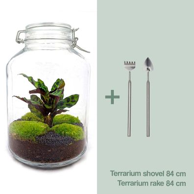 Flaschengarten Set mit Calathea - DIY Terrarium 28 cm hoch - Rake + Shovel für Ihr Zu