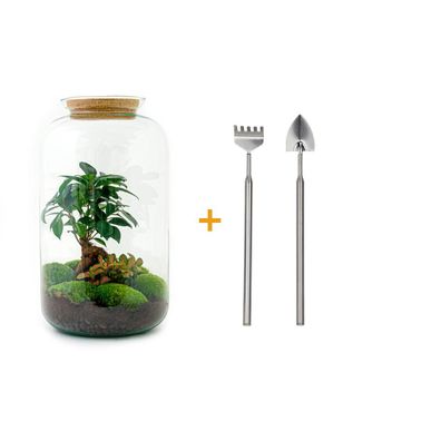 Flaschengarten - DIY Terrarium Set mit Ficus Ginseng Bonsai - Höhe 43 cm mit Zubehör