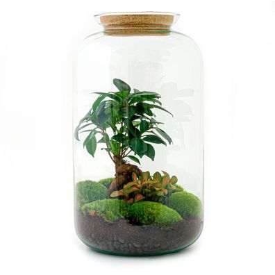 Flaschengarten Set - DIY Terrarium mit Ficus Ginseng Bonsai, Kork, und Pflegehinweise