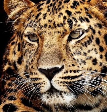 5D Diamond Painting Bild Jaguarkopf 30 x 40 cm DIY Diamant Malerei Toys B-WARE