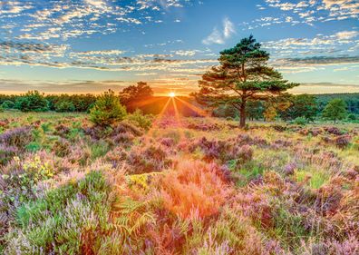 Heide im Sonnenuntergang