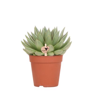 Kolibri Greens Grünpflanze Sukkulente Echeveria Miranda Topfgröße 12cm grüne