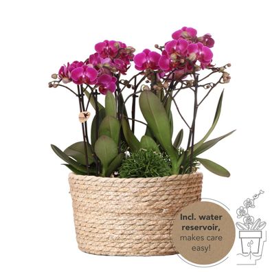 Kolibri Orchids lila Pflanzenset im Schilfkorb inkl. Wassertank drei lila Orchidee