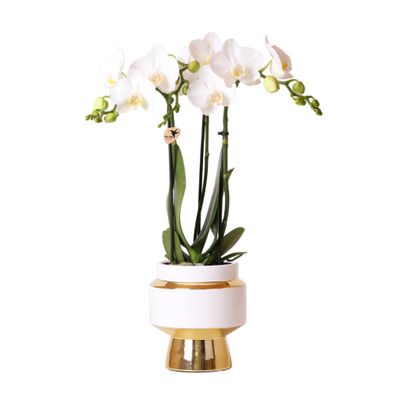 Kolibri Orchids Weiße Phalaenopsis Orchidee Amabilis + Le Chic dekorativer Topf