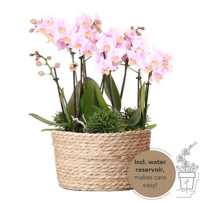 Kolibri Orchids rosa Pflanzenset im Schilfkorb inkl. Wassertank drei rosa Orchidee