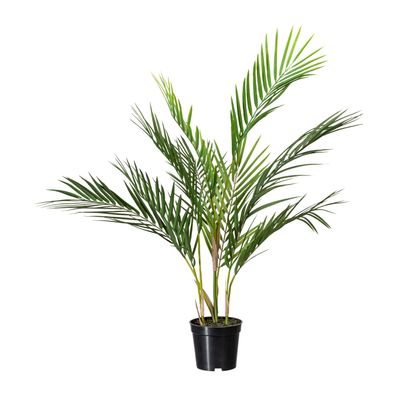 Künstliche Zimmerpalme 70 cm im schwarzen Topf – Echte Optik