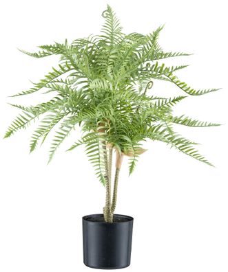 Goldrückenfarn 60 cm grün im Kunststofftopf 12x11,5 cm – Pflegeleicht