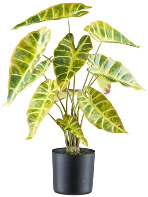 Kunstpflanze Alocasia longiloba 54 cm grün-gelb im Kunststofftopf
