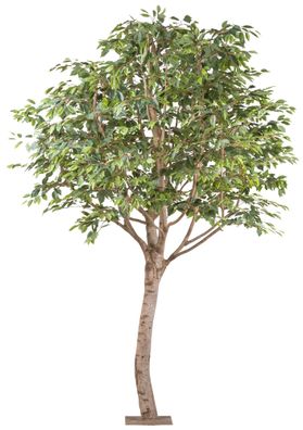 Kunstpflanze Ficus Benjamina 260 cm mit Naturstamm und Metallplatte