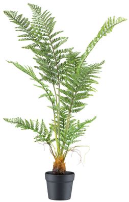 Pteris tremula Farn 100 cm im schwarzen Kunststofftopf 14,5x13 cm