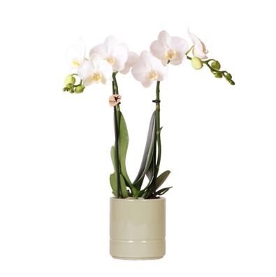 Kolibri Orchids | weiße Phalaenopsis Orchidee - Amabilis + Pastelltopf grün- Topfgröß