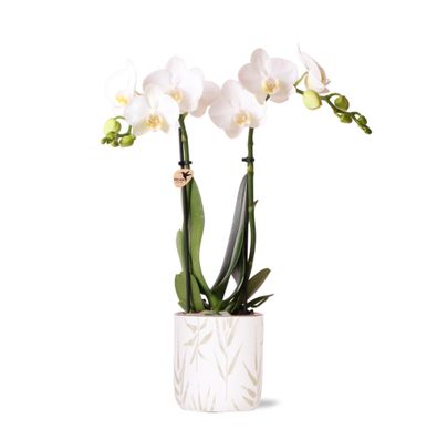 Kolibri Orchids | weiße Phalaenopsis-Orchidee - Amabilis + Blumentopf grün - Topfgröß