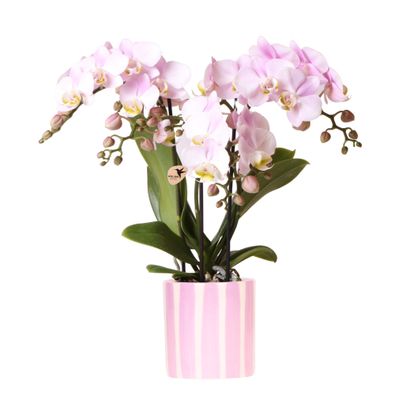 Kolibri Orchids | Rosa Phalaenopsis Orchidee Portugal + Painted Stripe Topf Rosa - To