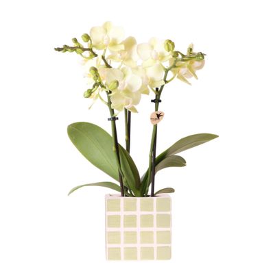 Kolibri Orchids | Gelbe Phalaenopsis Orchidee Mexiko + Mosa Ziertopf Grün - Topfgröße