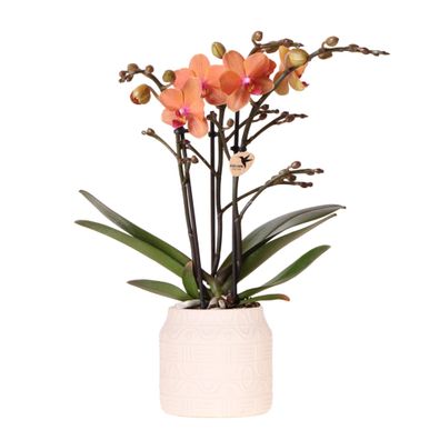 Kolibri Orchids | Orange Orchidee Bolzano + Hieroglyph Zierpot Off White - Topfgröße