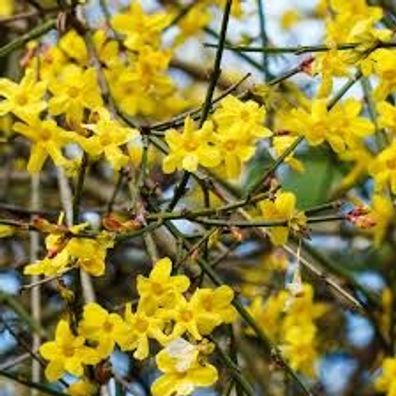 Jasminum nudiflorum - Winterjasmin - Pflanze 30-50cm Winterhart - gelber Jasmin