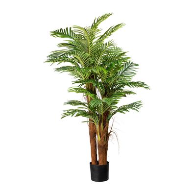 Arecapalme 160 cm mit Cocosstamm und 27 Wedeln im Topf