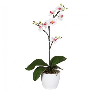 Künstliche Phalaenopsis Orchidee 50 cm in Weiß-Lila - Pflegeleicht