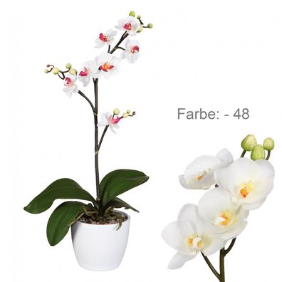 Künstlicher Phalaenopsis Cassandra 50 cm Creme - Pflegeleichte Deko