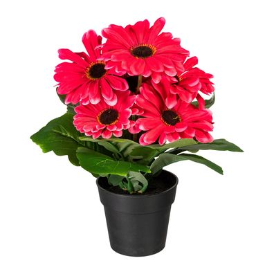 2er Set fuchsia Gerberabusch 27 cm im Kunststofftopf - Pflegeleicht