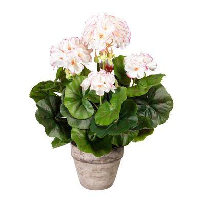 Geranienbusch 34 cm Weiß-Rosa im grauen Zementtopf 10,5x9 cm