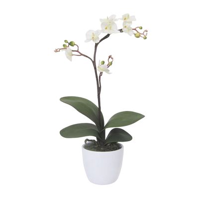 2er Set Phalaenopsis Cassandra 55 cm creme im weißen Keramiktopf