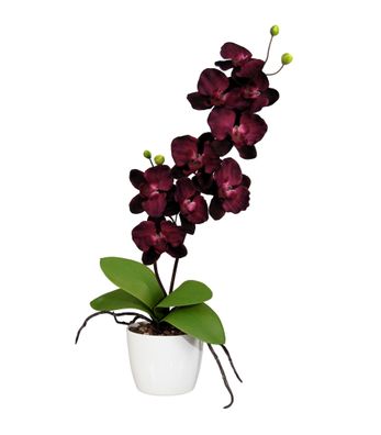 Orchidee Phalaenopsis 60 cm, 9 Blüten, lila, Keramiktopf 13 cm