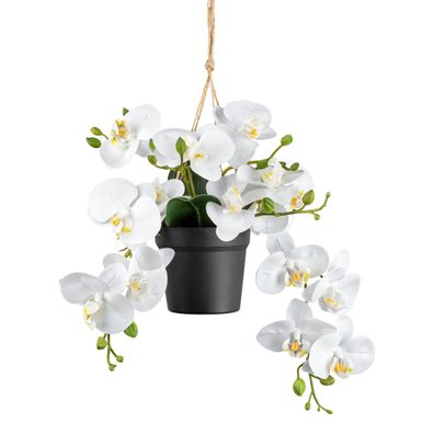 Phalaenopsis Orchidee im 25 cm Ampeltopf – Pflegeleichte Deko