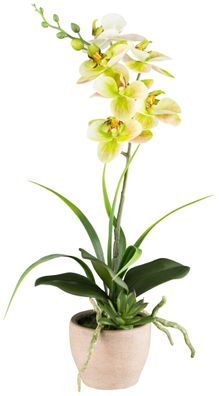 Phalaenopsis Kunstpflanze 45 cm, 6 Blüten im Zementtopf, Real Touch