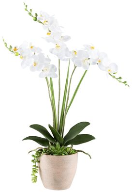 Phalaenopsis-Arrangement 55 cm Weiß mit 18 Blüten im Topf