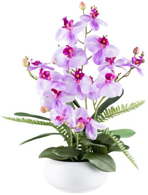 Phalaenopsis Arrangement Violett 55 cm in weißer Keramikschale