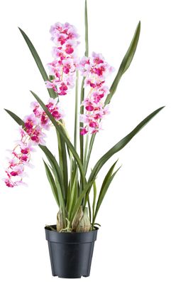 Cymbidie orientalis Kunstpflanze 80cm Weiß-Lila Real Touch 17x15cm