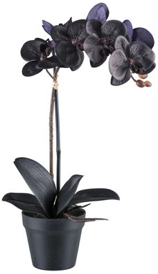 Phalaenopsis Orchidee 48 cm Schwarz, 7 Blüten, Real Touch Kunstpflanze