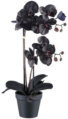 Phalaenopsis Orchidee 53 cm Schwarz, 10 Blüten, Real Touch Kunstpflanze