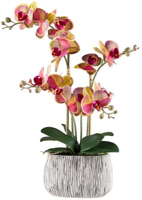 Phalaenopsis Orchidee 56cm Gelbpink in grauer Zementschale