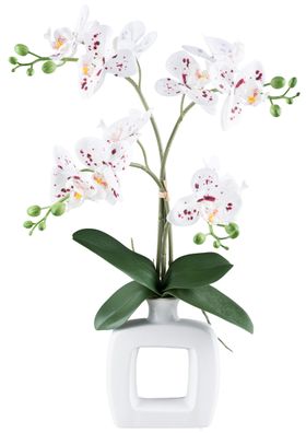 Phalaenopsis Orchidee 42cm in Keramikvase weiß-rot gepunktet