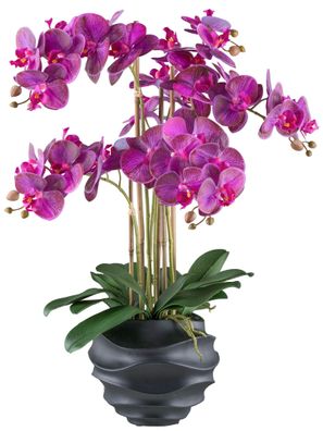 Phalaenopsis Orchidee 70 cm lila im schwarzen Kunststofftopf