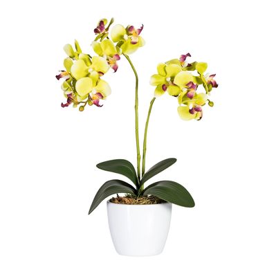 2er Set Phalaenopsis Orchideen 50cm grün im weißen Keramiktopf