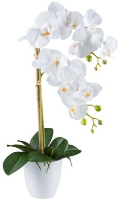 Phalaenopsis Orchidee 56 cm Weiß RealTouch im Melamintopf 12x12 cm