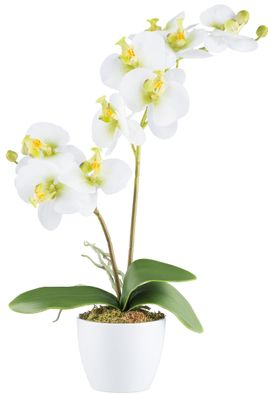 Phalaenopsis Orchidee 57 cm, 9 Blüten, Weiß-Grün, Keramiktopf 11 cm