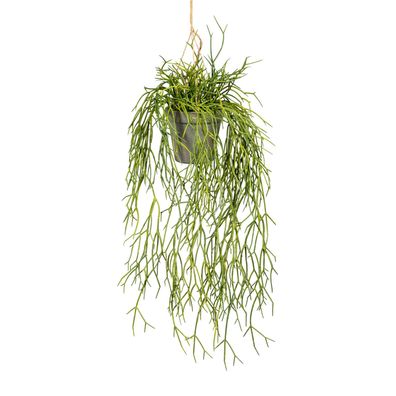 Künstlicher Rhipsalis-Hänger 60 cm in stilvoller Ampel