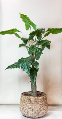 Kunstpflanze Alocasia 150 cm - Grün bleibender Gartenzauber in deinem Zuhause