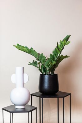 Kunstpflanze Zamioculcas - Zimmerpalme 70 cm - Pflegeleicht und immergrün für jedes Z